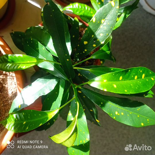 Комнатные декоративные растения