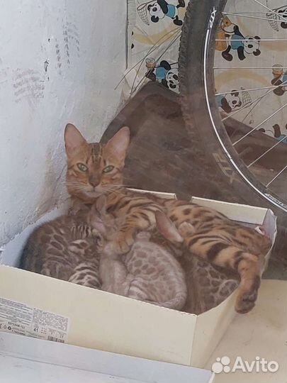 Бенгальские котята