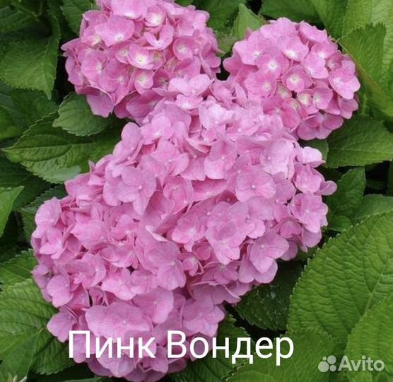 Гортензия крупнолистная саженцы