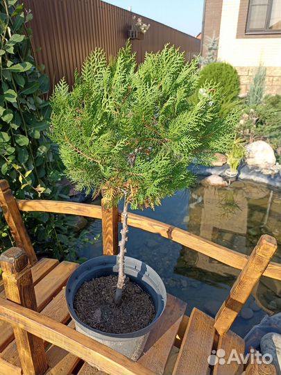 Можжевельник на штамбе