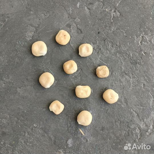 Семена люпин белый