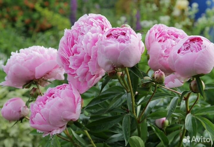 Пионы саженцы