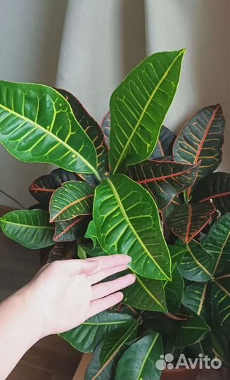 Кодиеумы разные, фикусы разные