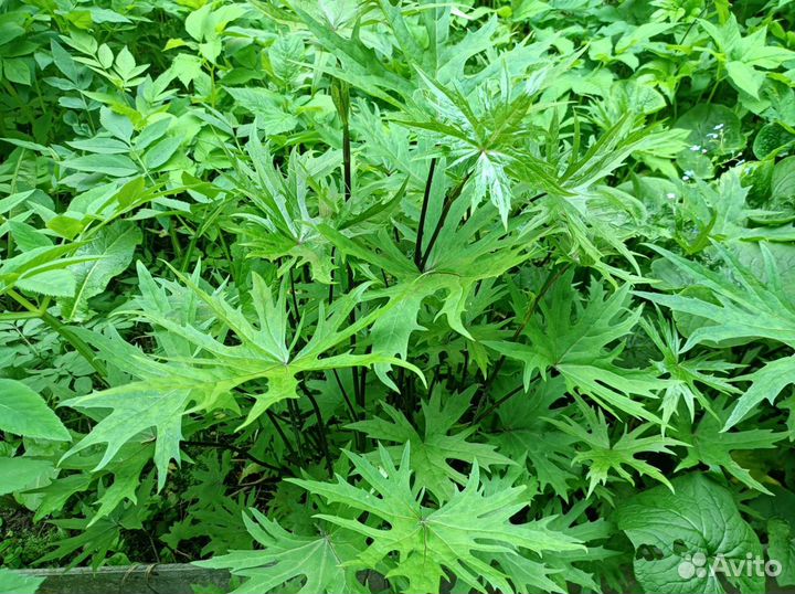 Папоротник садовый, бузульник Прожевальского