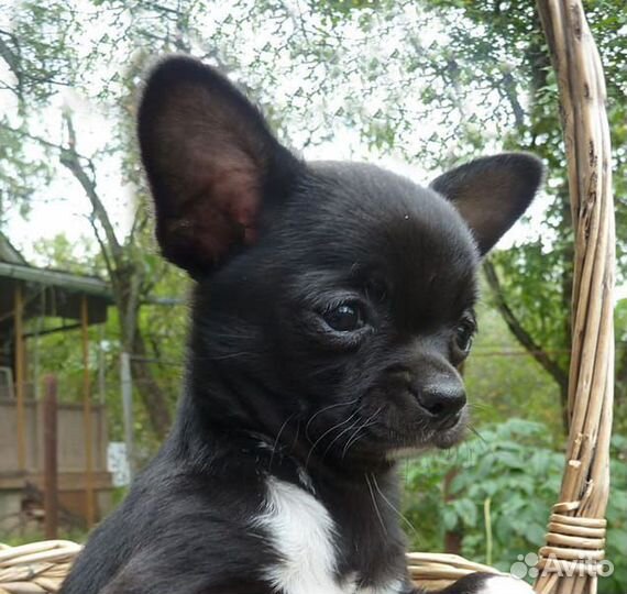 Чихуахуа девочка