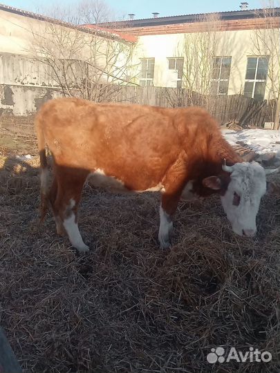 Корова стельная