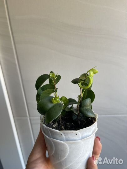 Фикус букле