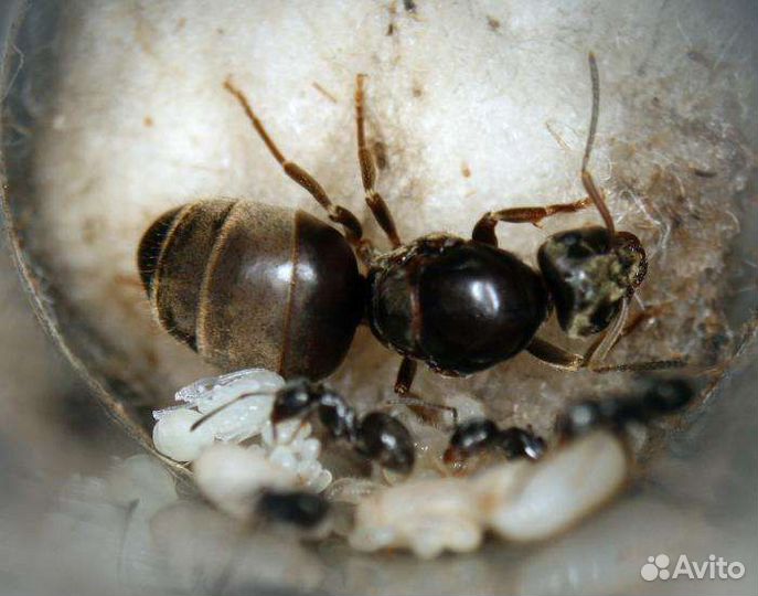 Матка муравьев вида Lasius niger с расплодом