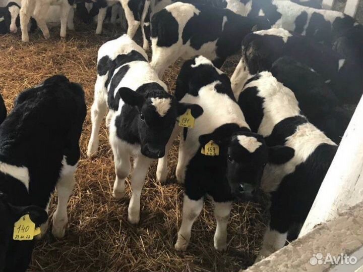 Бычки телята