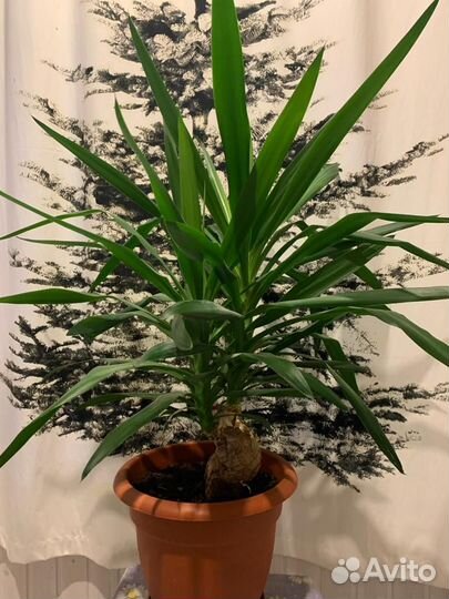 Пальма юкка