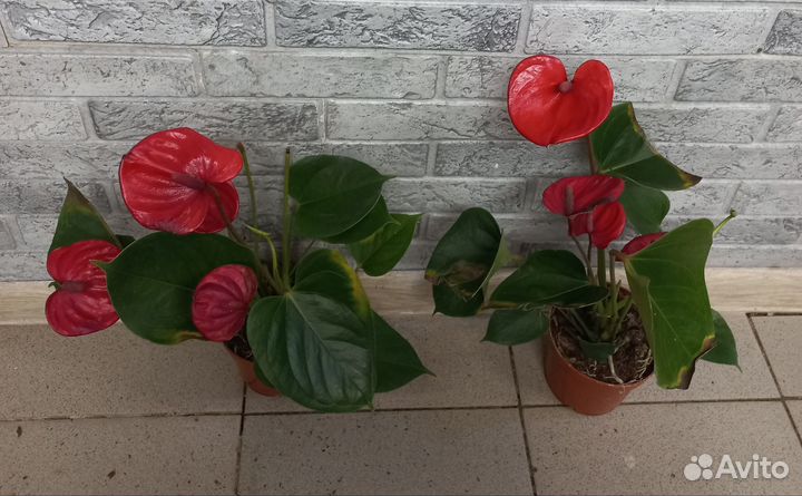 Антуриумы сортовые