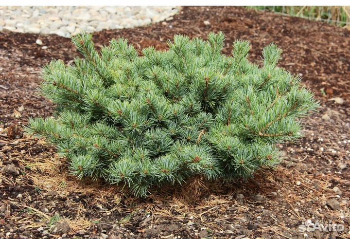 Кедровый стланик саженцы р9