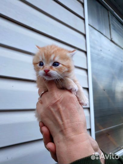 Рыжий котик