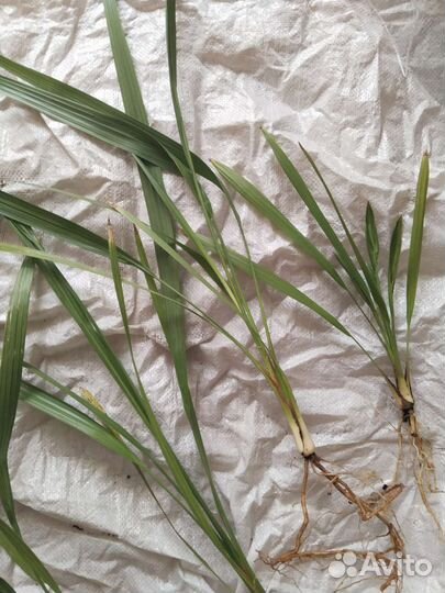 Финиковая пальма