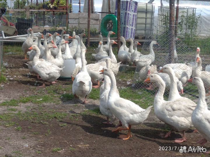 Гуси, гусята, утята мясо - племя