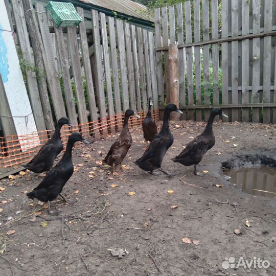 Утки индийский бегунок