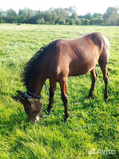 Продажа жеребенка