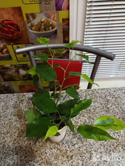 Фикус бенджамина