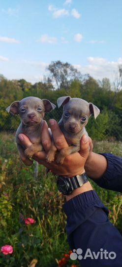 Мини той-терьер щенки