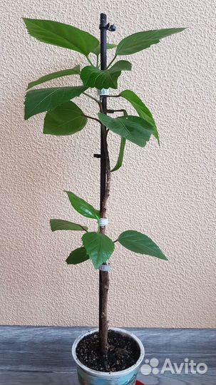 Гибискус китайская роза