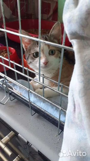 Кошка котенок бесплатно в дар