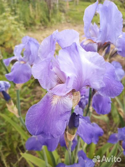 Цветы, кустарники