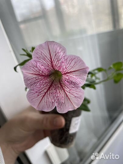 Петуния ампельная