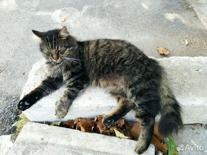 Кот читающий мысли
