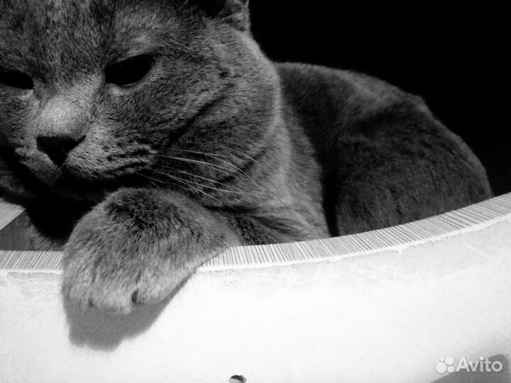 Британский кот на вязку