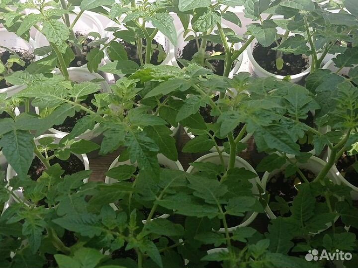 Томат на окне