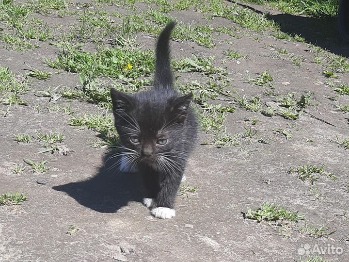 Кошки в добрые руки бесплатно