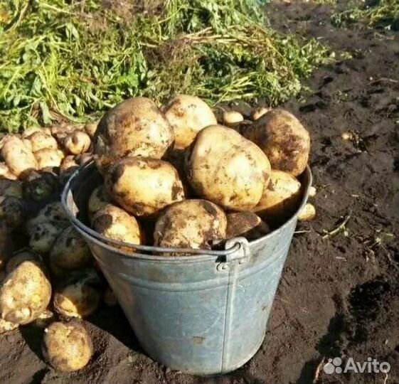 Картофель