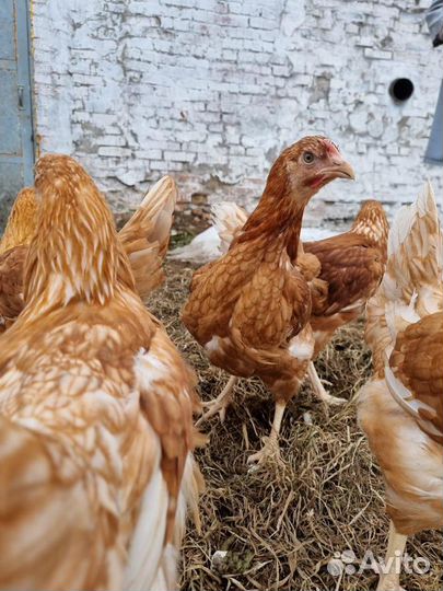 Куры Несушки