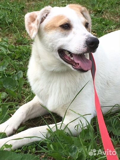 Собака в добрые руки