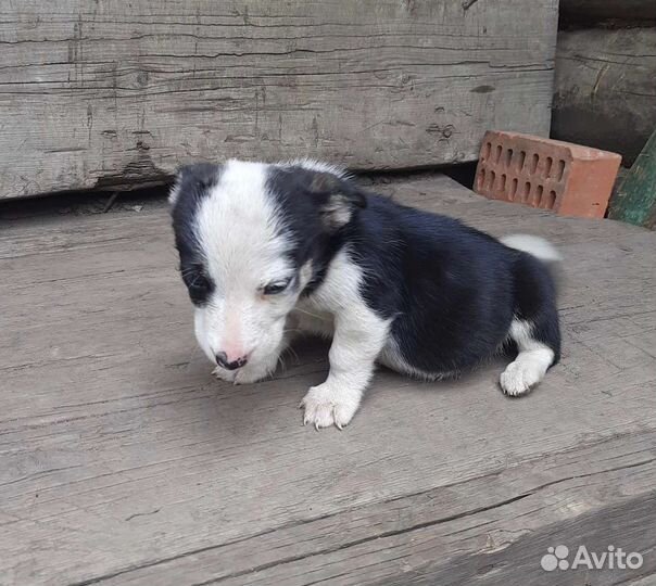 Щенки от малютки мамы