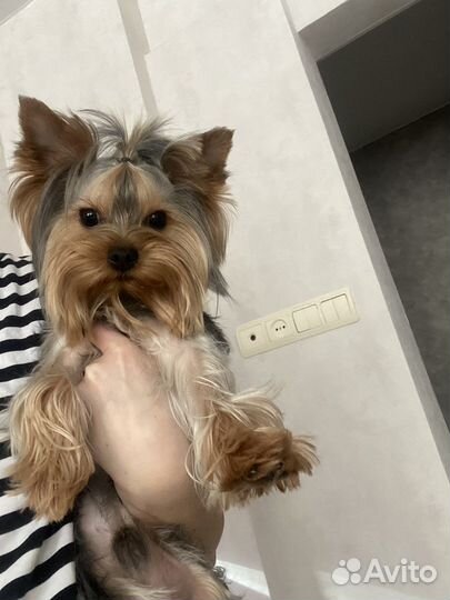 Йоркширский терьер вязка