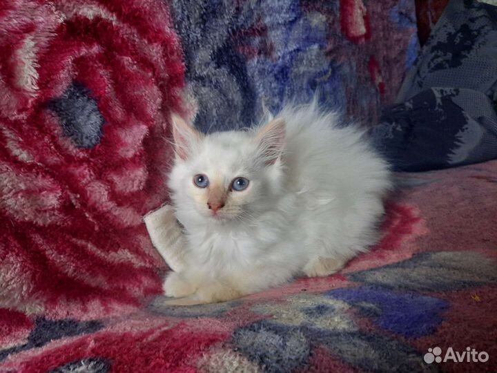 Кошки в добрые руки