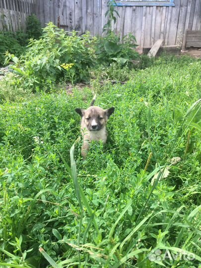 Щенок в добрые руки