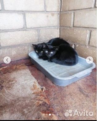 Помогите спасти кошек из Бобруйской усыпалки