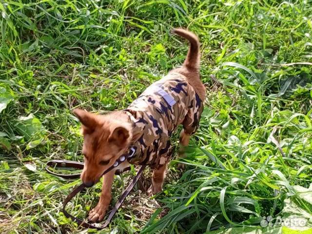 Метис тоя в дар