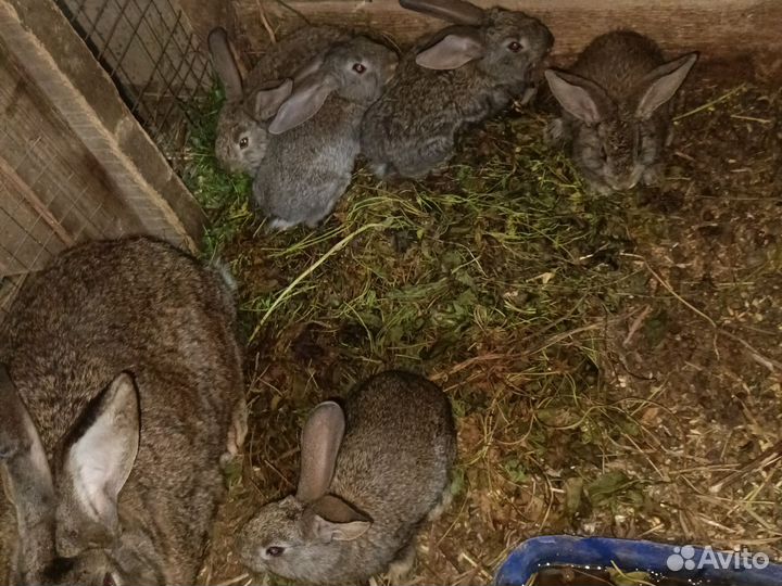 Кролики великаны