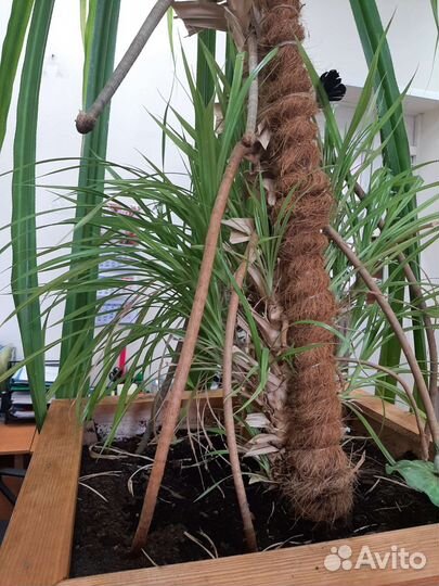 Пальма панданус