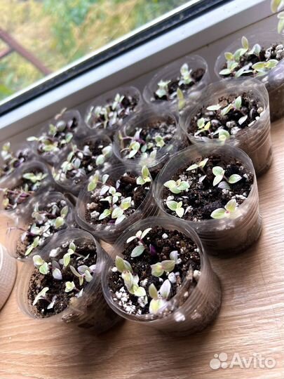 Ажурная каллизия Розовая Пантера “Pink Panther”