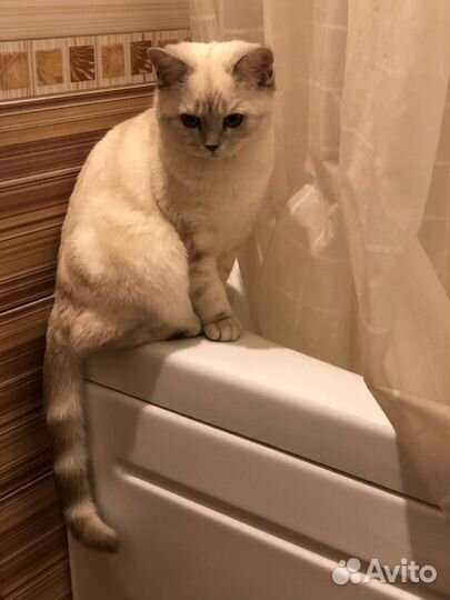 Кошка в дар бесплатно