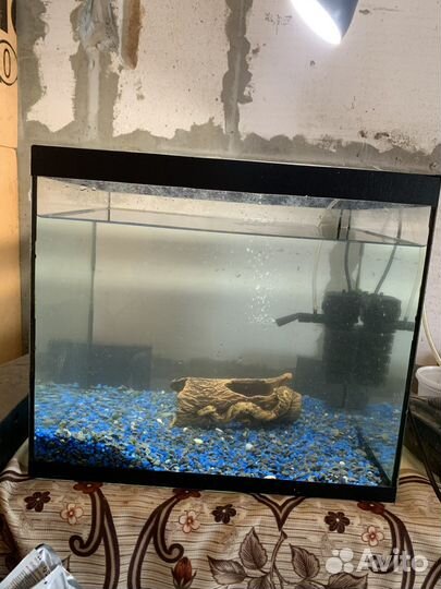 Аквариум, рыбы