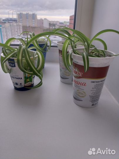 Хлорофитум кудрявый