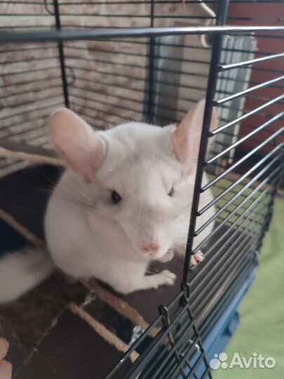 Шиншилла бело- розовая