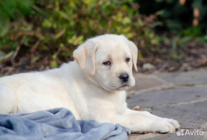 Продам щенков лабрадора