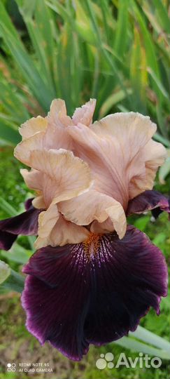 Цветы ирисы