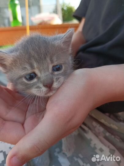Котята В дар